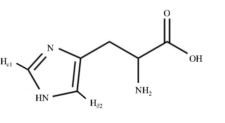 ͼ2 鰱ʾͼFig.2 The diagram of Histidine