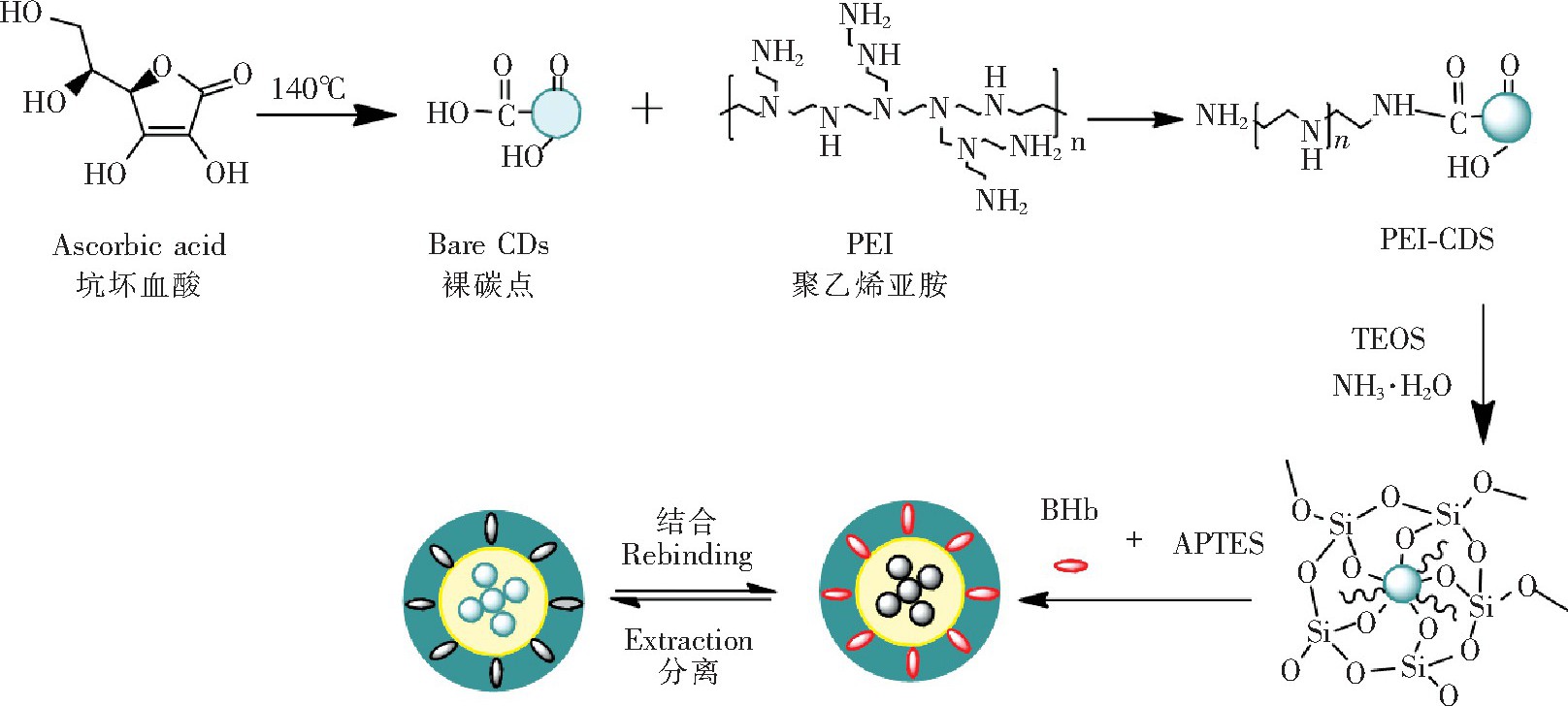 CDs@MIPĺϳ·ʾͼFig.1 Preparation route for carbon dots@molecularly imprinted polymer 